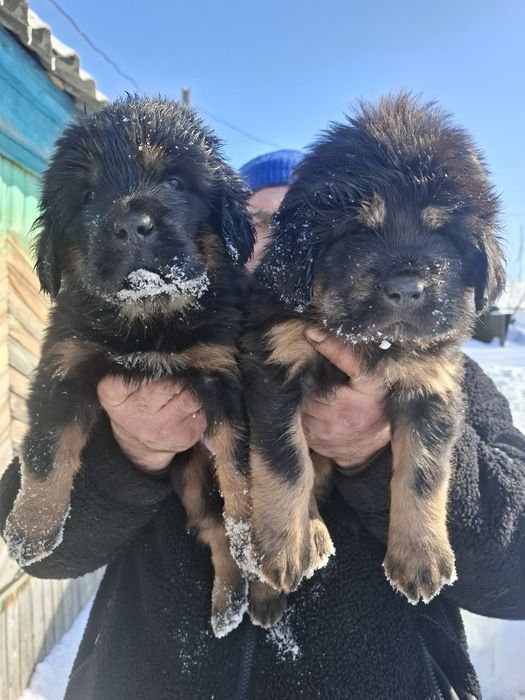 Продам щенков Тибетского мастифа