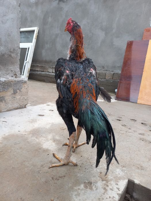 Dakan xoroz sotiladi