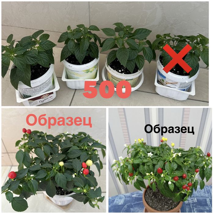 Комнатный горький перец