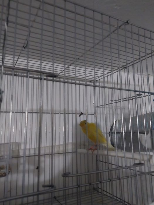 Продаётся канарейки