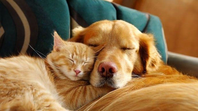 Ingrijirea animalelor de companie / Pet Sitting