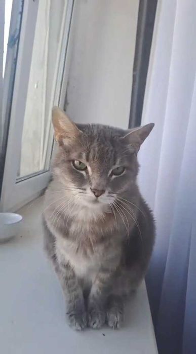 Найден кот. Ищем владельца!