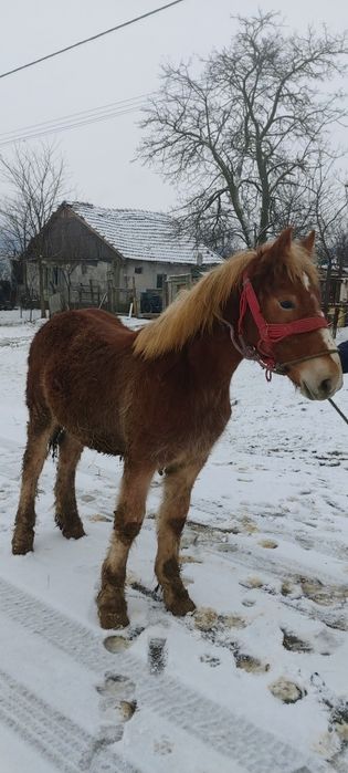 Manz de vanzare  Pancota Arad