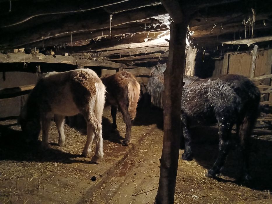 Жабагы сатылады 3 бас