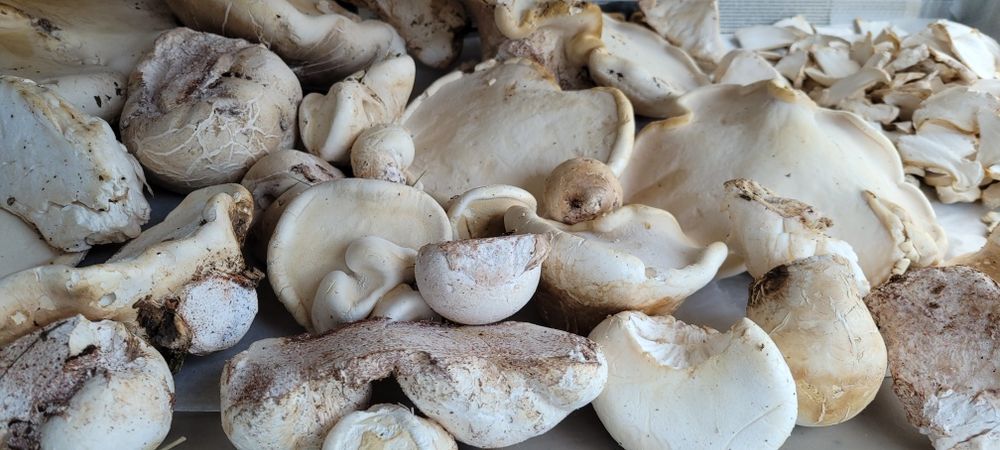 Văcălie de mesteacăn proaspătă – Iasca mesteacănului – Piptoporus betulinus