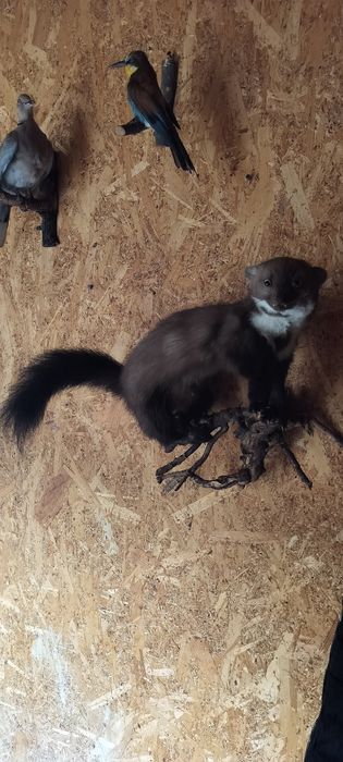 Păsări naturalizate (împăiate)