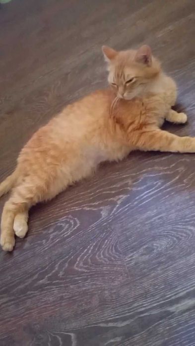 Кот Батон ищет дом и любящих хозяев