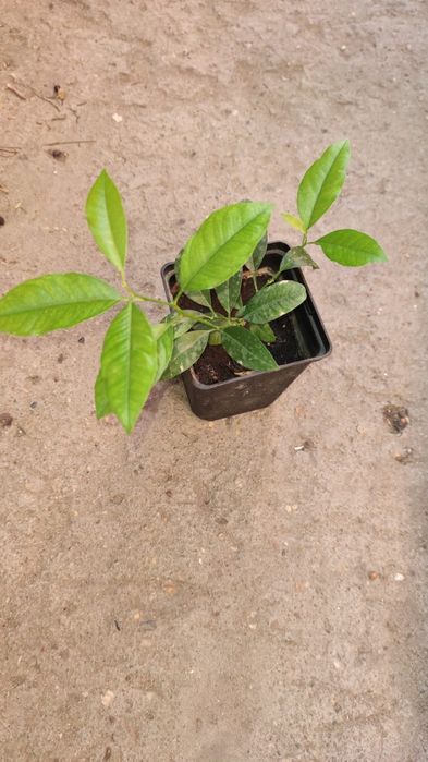 Мандарин плодоносящий