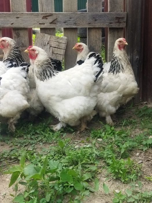 Продам куры домашние