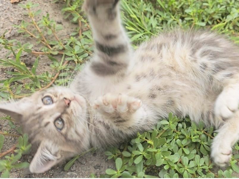 Отдам котят, мальчики