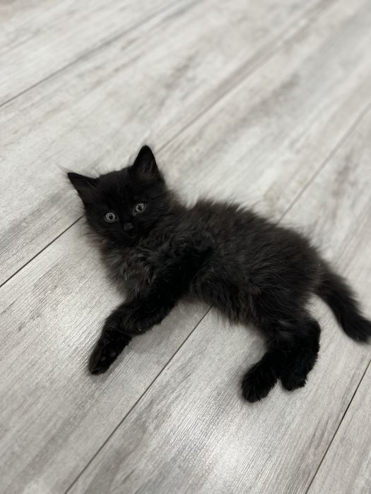 Отдам котят в добрые руки!