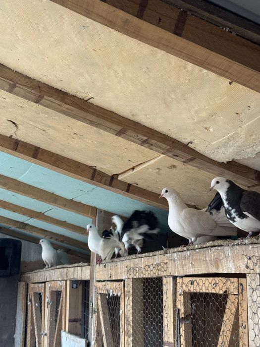 Vand porumbei rotati