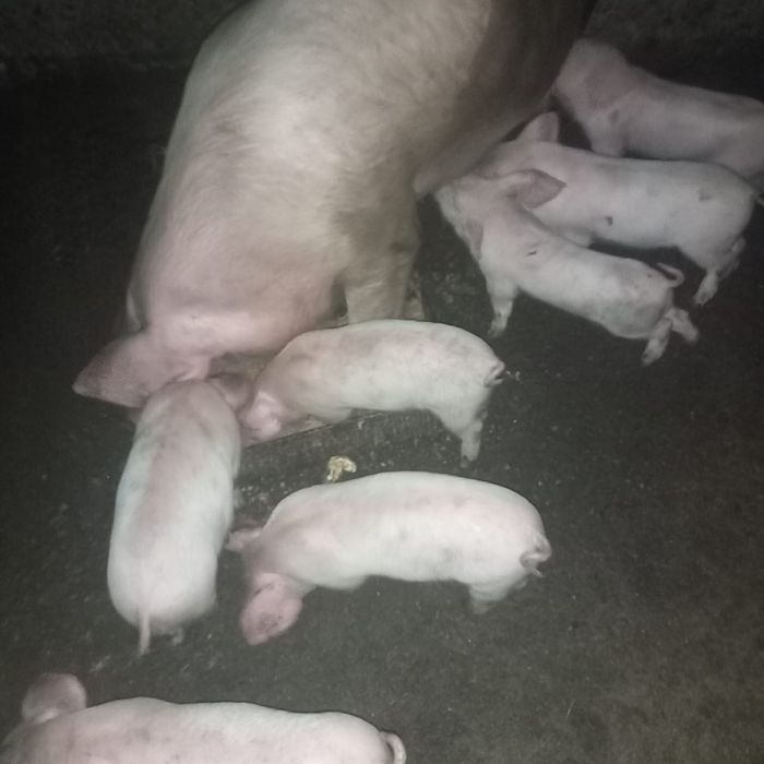 Продаются поросята