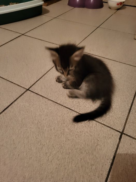 Котята в добрые руки отдам