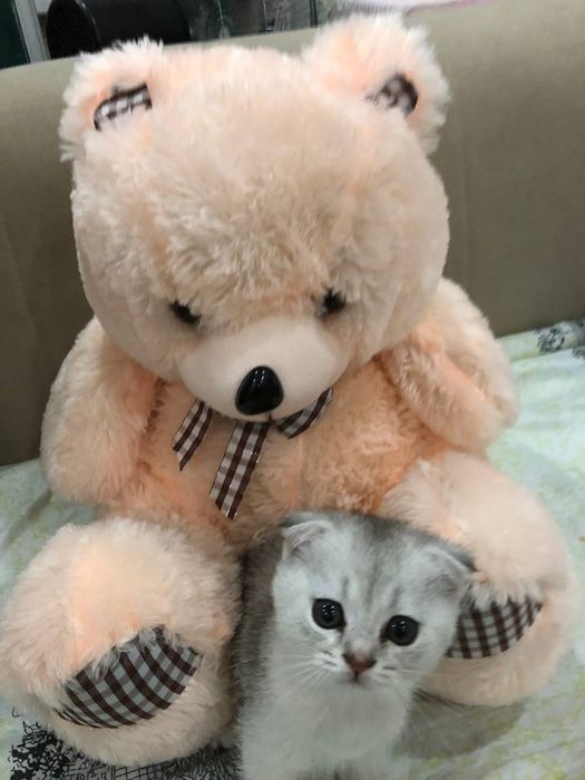 Котята продаю фолд