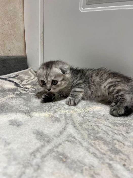 Чистокровные котята скоттиш фолд