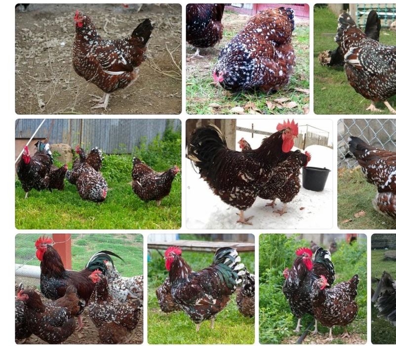 Продам готовый бизнес