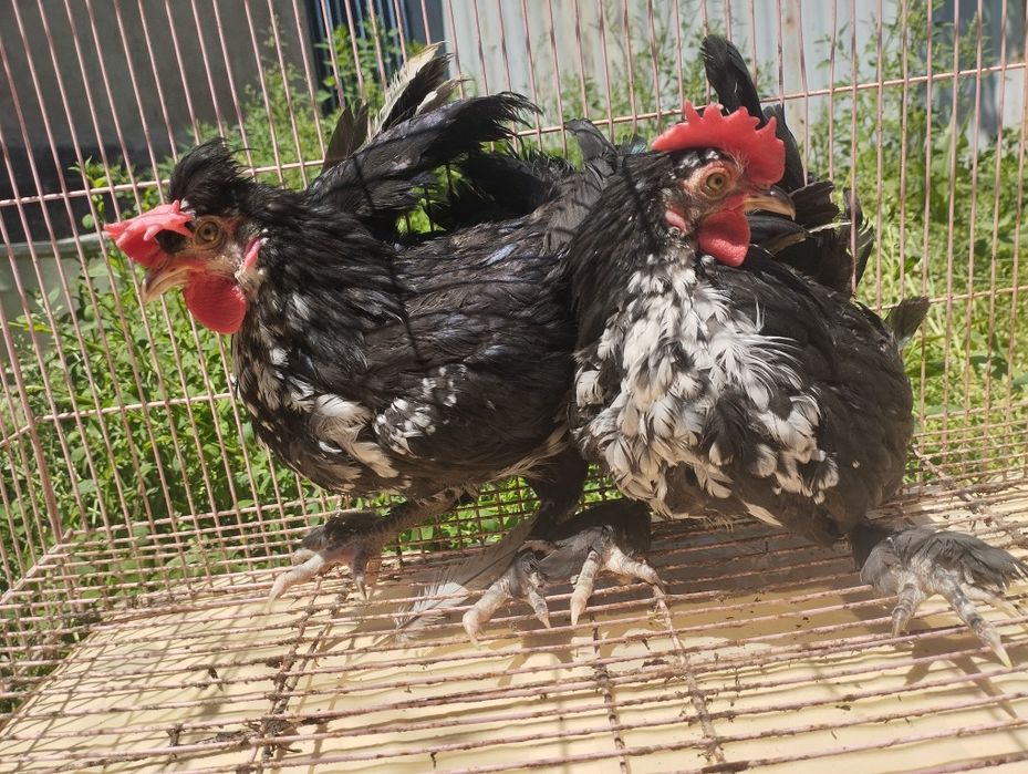 Петушки Бентама на продажу!