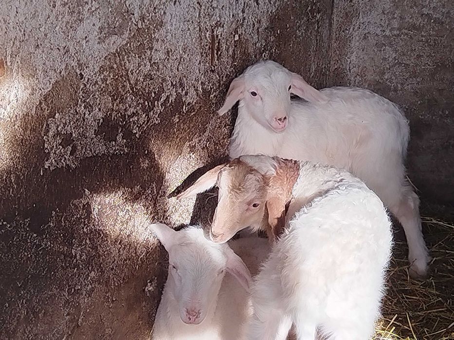 Berbeci Assaf și Lacauna.