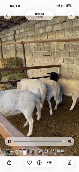 Наличными в кредит нету , дорпер африканские