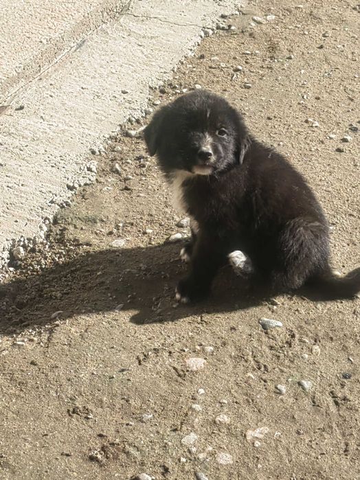 Donez cățeluși 3 femele, 2 masculi