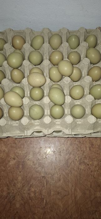 Oua  fazanii pt incubat .