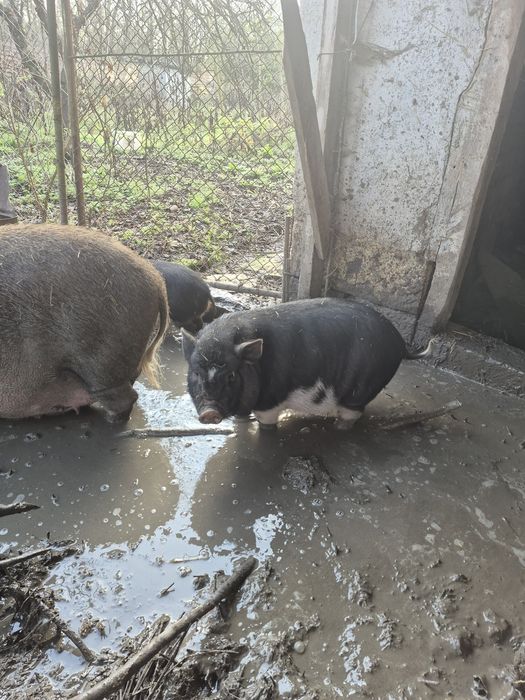 Виетнамски прасета