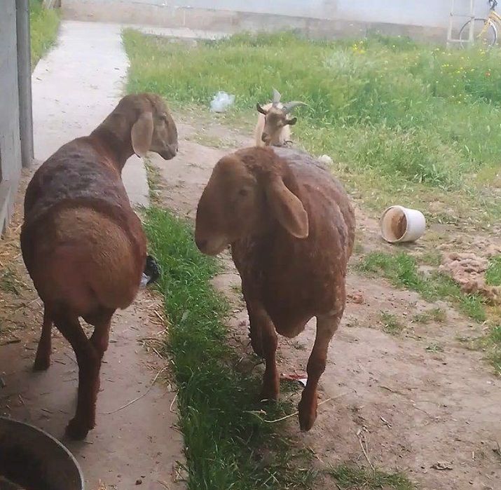 Кучкор арашан сотилади
