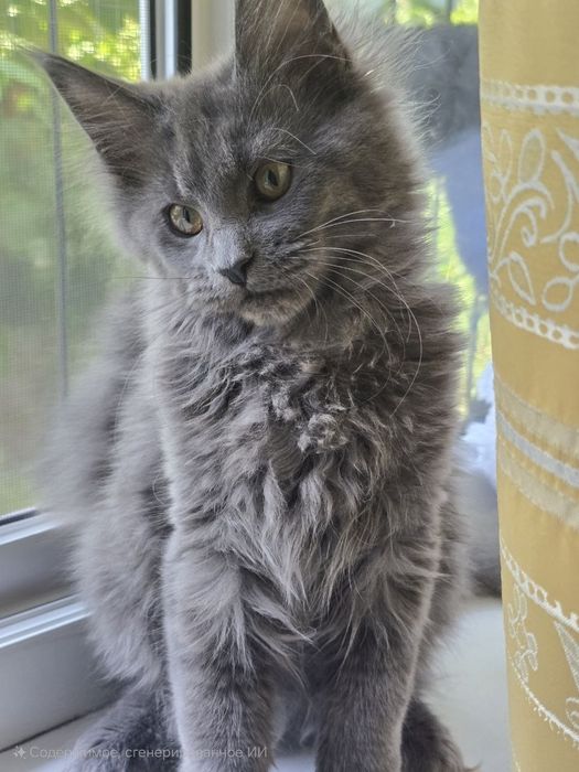 Мейн_кун девочка. Продаю