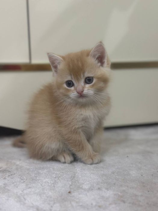 Britaniya kalta yungli mushugi