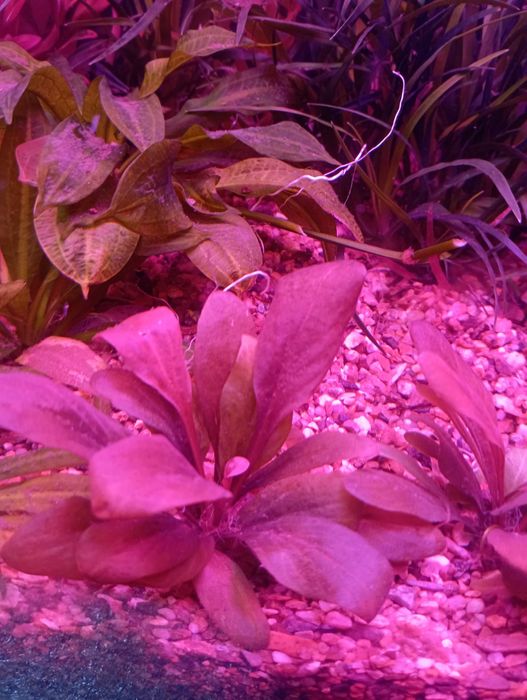 Самолус  красный