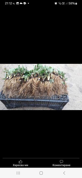 Продавам Разсад ягоди и малини