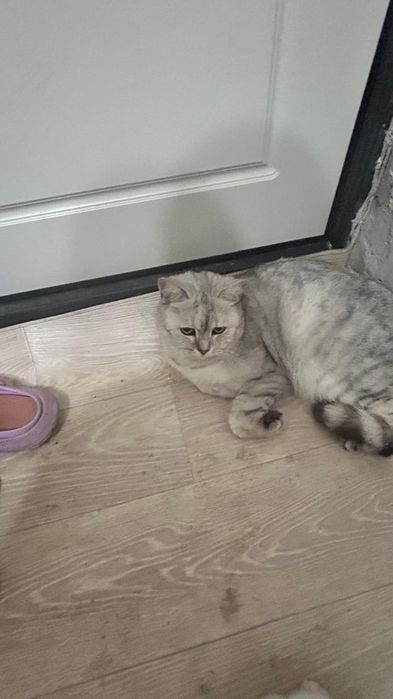 Одам в добрые руки