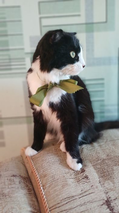 Котёнок в добрые руки!