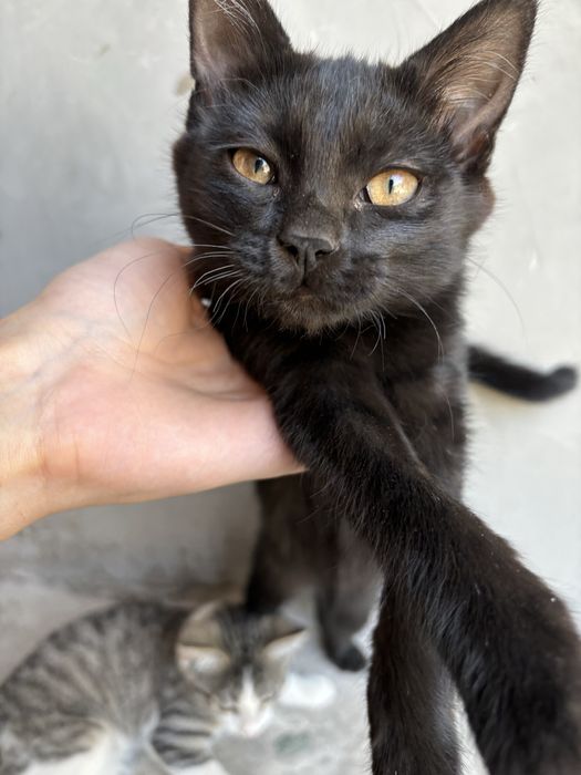 Mushukchalar mehrli qo’llarga beriladi.