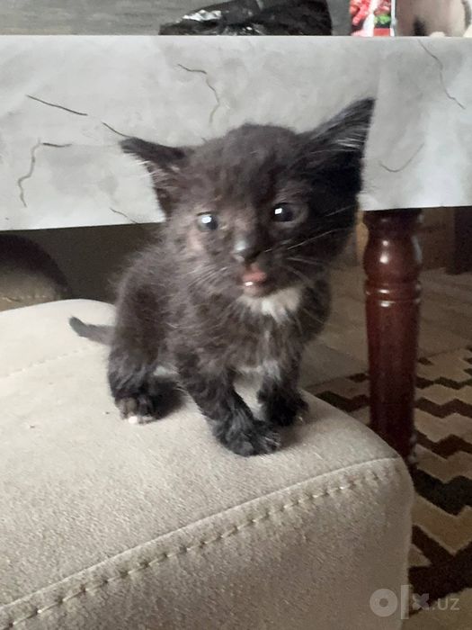 Mushuk bepulga Котята бесплатно