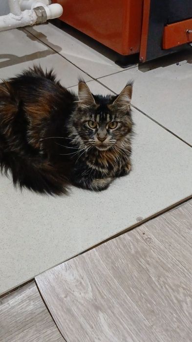 Котята Мейн-кун .