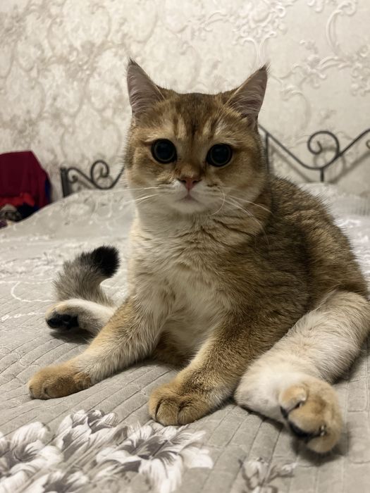 Золотая шиншилла вязка