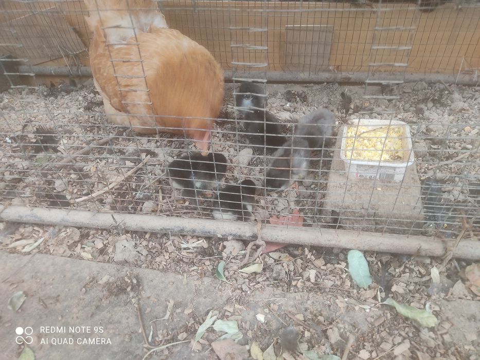 Joja ochgan tovuq sotiladi 6 joja onasi bn