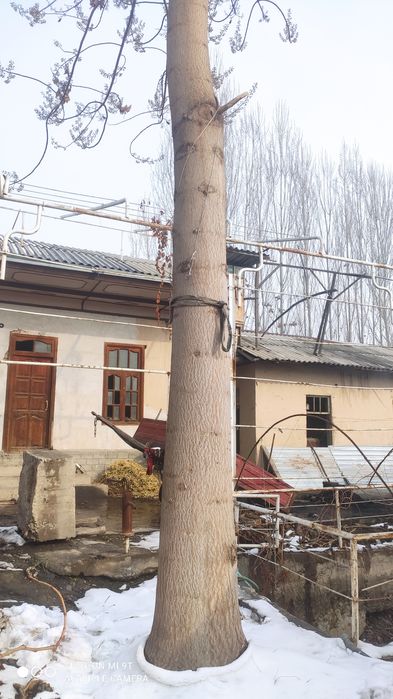 Pavloniya daraxti mebel uchun 5 yillik