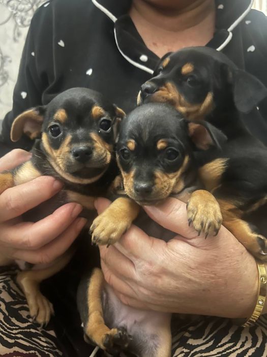 Продаются щенята