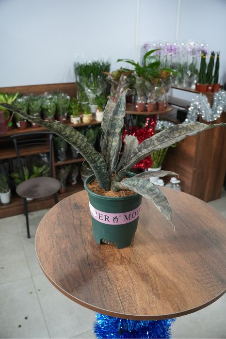 Сансевиерия Стар Каньон