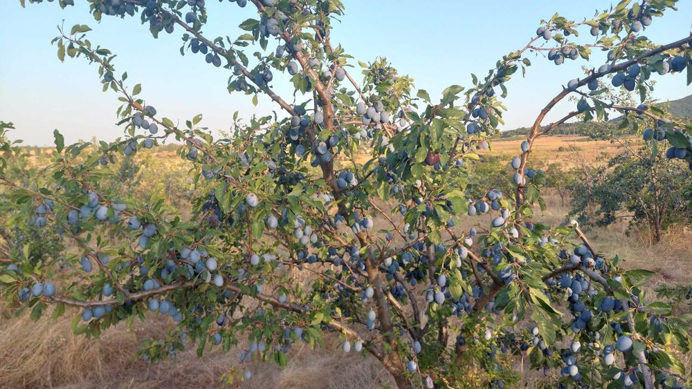 Продавам сини сливи