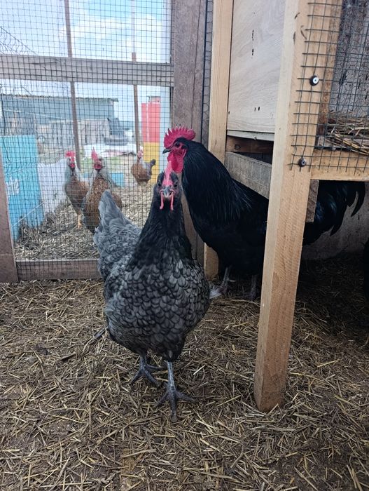 Ouă de incubat Australorp