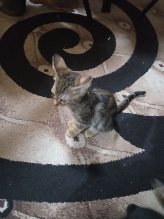 мушуклар сотилади