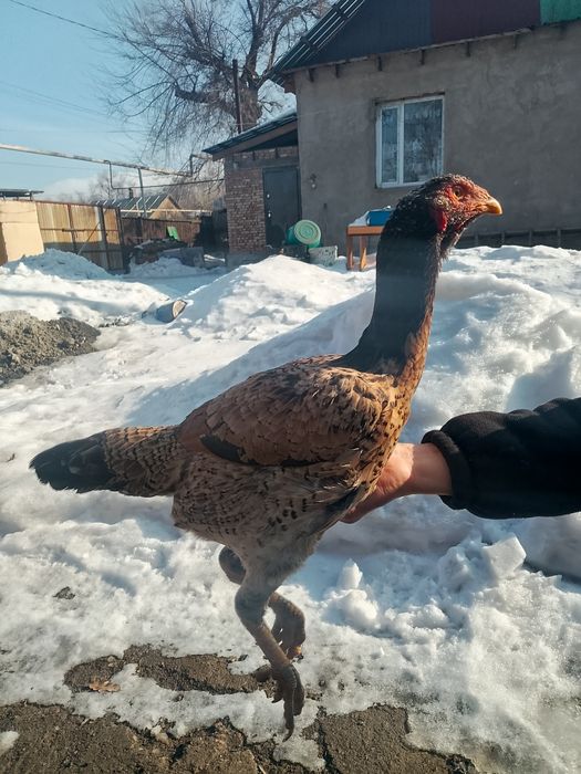 Дакан нннннннннн