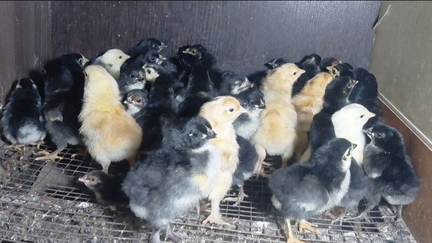 Прастой балапандар