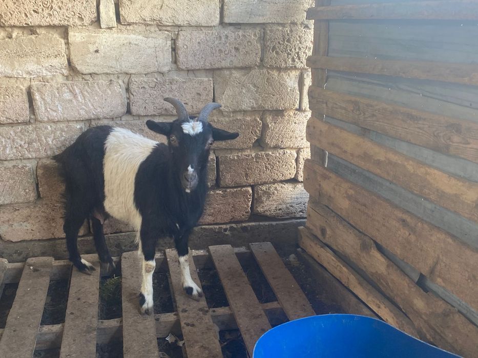 Орыс ешкі сатылады лағымен