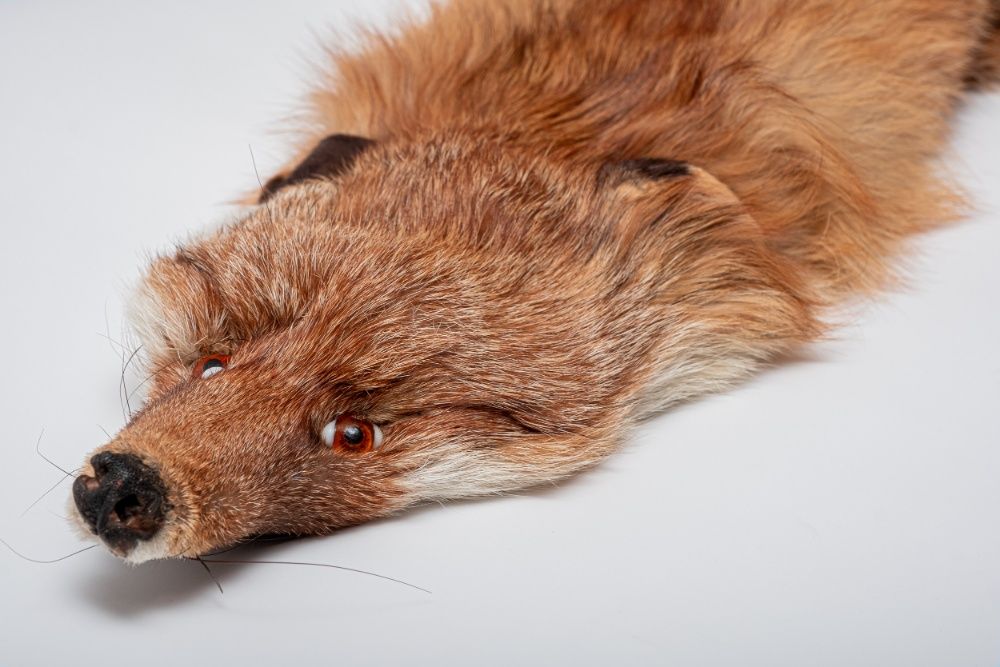 Перфектна яка от лисица