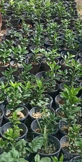 Продаю Лавровишня 300 кустов
